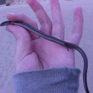 Chalcides striatus