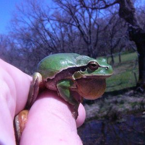 Hyla arborea, male.