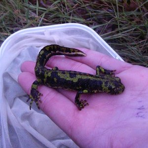 Triturus marmoratus, male.