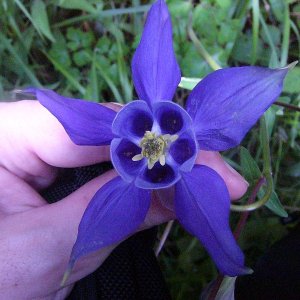 Aquilegia vulgaris