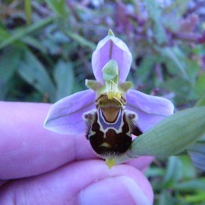 Ophrys apifera