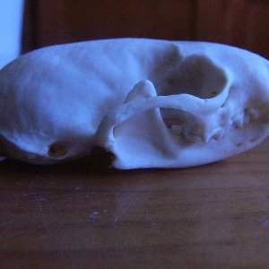 Mustela vison, cranium.
I had to make a preparation of the skull and the fur for one of my classes, very didactic.