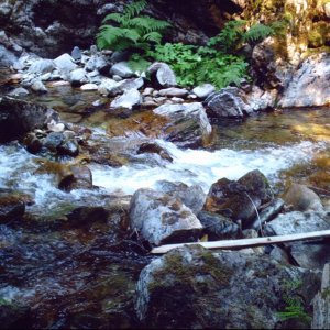 Idaho giant salamander 006