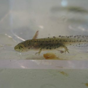 Ichthyosaura alpestris apaunus larva