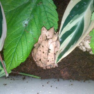 recent additions, Megophrys nasuta. I've always wanted to keep this species.