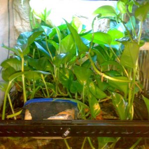 Dendrobates Tinc (Brazil) tank, included a few different plants and bromeliads but the Devils Ivy seemed to have taken over the tank over night. The T