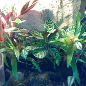 Surinam and Azerus Tinc tank.

mainly prayer plant (maranta Sp) but a few bromeliads aswell.