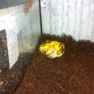 immature Cranwelli colony
Albino