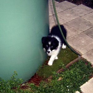 Just mozying around the watertank.