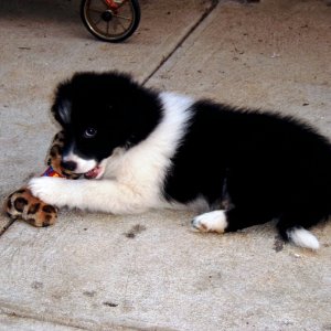 Rex at nine weeks of age.  Young, innocent, not a care in the world.