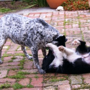 Dogs at play.