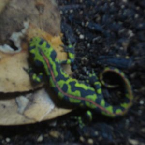 marbled newt