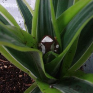 Clown tree frog