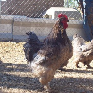 Standard Blue Brahma Cock with a blue hen behind him to the right