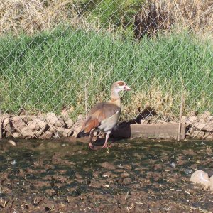 FINALLY a picture of my Egyptian goose without the camera hog - this about the 7th picture I had to take.  In the other picture where he is missing hi