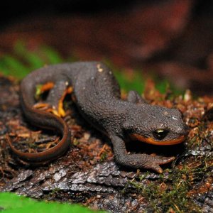 My adult female Taricha granulosa