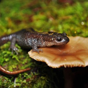 Large adult female Ambystoma m. macrodactylum