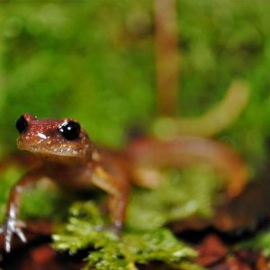 Subadult Ensatina e. oregonensis