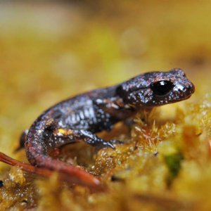 Juvenile Ensatina e. oregonensis