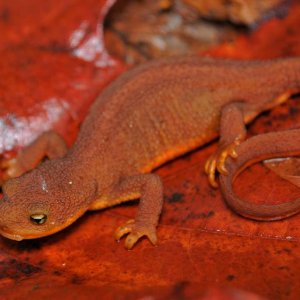 Adult female Taricha granulosa