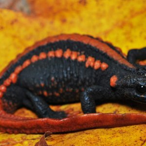 Adult female Tylototriton yangi