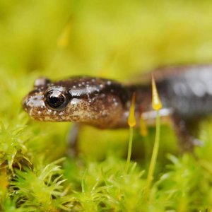 Juvenile Plethodon vehiculum