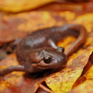 Adult female Ambystoma gracile