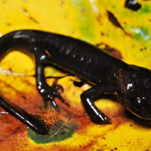 Juvenile Ambystoma gracile