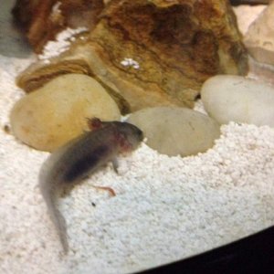 axolotl2