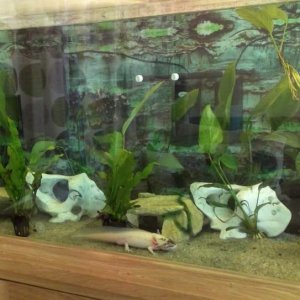 5ft by 2ft Aqua Oak tank - all 6 axolotls are now housed together