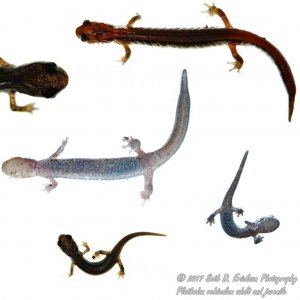 Plethodon vehiculum adult and juvenile