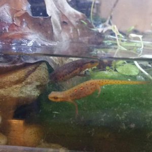 2 efts being raised aquatically. The orange one mainly stays on land and the darker one who prefers the water has already taken on the coloration of a