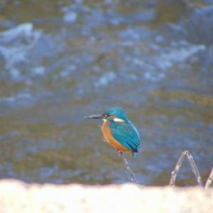 Common kingfisher