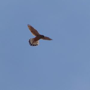 An Eurasian kestrel hovering in a grassy field in Amman