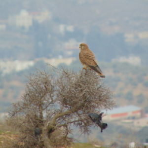 A female Eurasian kestrel on a cliff-side in Amman, (Not the same animal from the last photo)