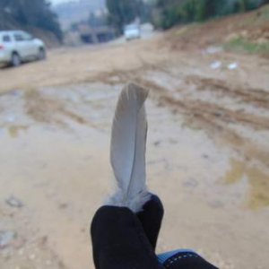 A feather from the last Sparrowhawk, recovered after it flew away with its quarry