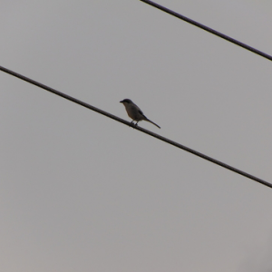 A Southern gray shrike (Lanius meridionalis aucheri)