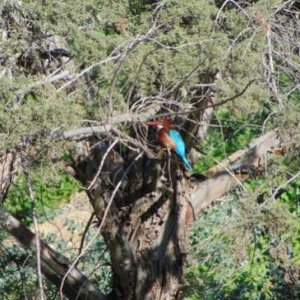 A White-throated kingfisher in a type of Cypress tree