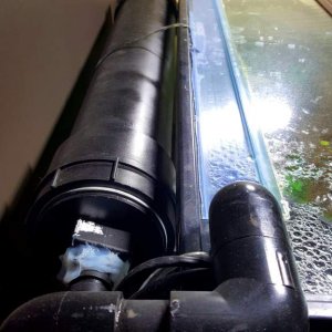 Spanish Ribbed Newt Setup (Pleurodeles waltl) DIY Canister Filter