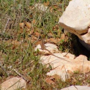 Lebanon lizard in Ajloun forest reserve north of Amman