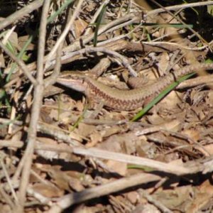 A large, probably male Lebanon lizard in Ajloun forest reserve north of Amman