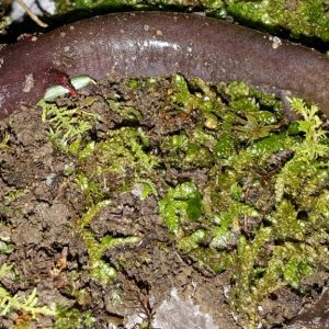 Seal Salamander (Desmognathus monticola)