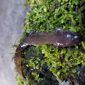 Seal Salamander (Desmognathus monticola)