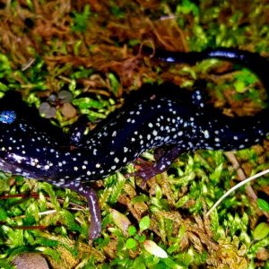 South Eastern Slimy Salamander  (Plethodon grobmani)