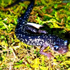 South Eastern Slimy Salamander  (Plethodon grobmani)