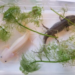 Oliver and artie in their floater container [move from feeding container to tank]