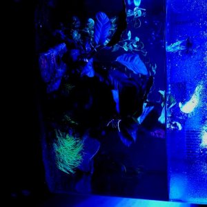 29 Gallon Modified Bio Cube Alpine Newt Set-up (Ichthyosaura alpestris) Moon Light