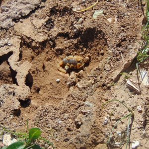 Deathstalker scorpion. Accidentally found while herping in Amman