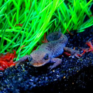 Alpine Newt Set-up (Ichthyosaura alpestris) Female