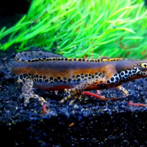 Alpine Newt Set-up (Ichthyosaura alpestris) Male